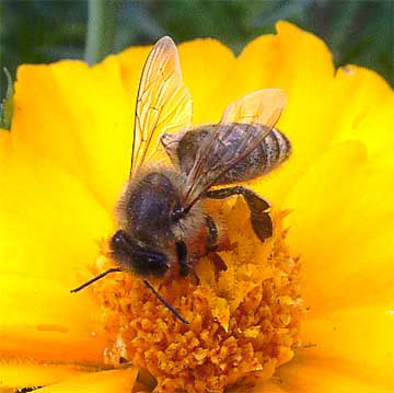 Biene auf Blte